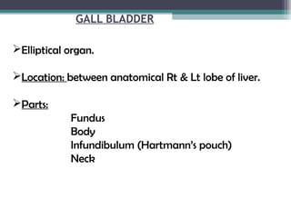 GALL BLADDER
Elliptical organ.
Location: between anatomical Rt & Lt lobe of liver.
Parts:
Fundus
Body
Infundibulum (Hartmann’s pouch)
Neck
 