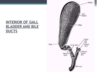 INTERIOR OF GALL
BLADDER AND BILE
DUCTS
 