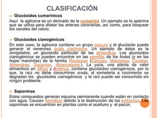 CLASIFICACIÓN
 Glucósidos cumarínicos
Aquí la aglicona es un derivado de la cumarina. Un ejemplo es la apterina
que se utiliza para dilatar las arterias coronarias, así como, para bloquear
los canales del calcio.
 Glucósidos cianogénicos
En este caso, la aglicona contiene un grupo cianuro y el glucósido puede
generar el venenoso ácido cianhídrico. Un ejemplo de éstos es la
amígdalina, un glucósido particular de las almendras. Los glucósidos
cianogénicos se pueden encontrar en las semillas de los frutos (y en las
hojas marchitas) de la familia Rosaceae (Cerezas, Manzanas, Ciruelas,
Almendras, Duraznos, Albaricoques.). La yuca, una planta de valor
alimenticio en África y América, contiene glucósidos cianogénicos, por lo
que, la raíz no debe consumirse cruda, al someterla a cocimiento se
degradan los glucósidos cianogénicos y la raíz puede ser consumida sin
ningún problema.
 Saponinas
Estos compuestos generan espuma permanente cuando están en contacto
con agua. Causan hemólisis debido a la destrucción de los eritrocitos. Las
saponinas se encuentran en plantas como el aceituno y el pacún.
 