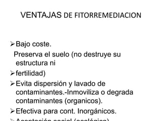 VENTAJAS DE FITORREMEDIACION
Bajo coste.
Preserva el suelo (no destruye su
estructura ni
fertilidad)
Evita dispersión y lavado de
contaminantes.-Inmoviliza o degrada
contaminantes (organicos).
Efectiva para cont. Inorgánicos.
 