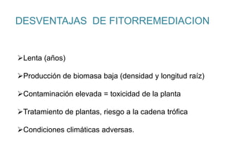 DESVENTAJAS DE FITORREMEDIACION
Lenta (años)
Producción de biomasa baja (densidad y longitud raíz)
Contaminación elevada = toxicidad de la planta
Tratamiento de plantas, riesgo a la cadena trófica
Condiciones climáticas adversas.
 