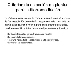 Criterios de selección de plantas
para la fitorremediación
La eficiencia de remoción de contaminantes durante el proceso
de fitorremediación dependerá principalmente de la especie de
planta utilizada. Por lo mismo, para lograr buenos resultados,
las plantas a utilizar deben tener las siguientes características:
• Ser tolerantes a altas concentraciones de metales.
• Ser acumuladoras de metales.
• Tener una rápida tasa de crecimiento y alta productividad.
• Ser fácilmente cosechables.
 