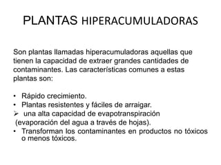 PLANTAS HIPERACUMULADORAS
Son plantas llamadas hiperacumuladoras aquellas que
tienen la capacidad de extraer grandes cantidades de
contaminantes. Las características comunes a estas
plantas son:
• Rápido crecimiento.
• Plantas resistentes y fáciles de arraigar.
 una alta capacidad de evapotranspiración
(evaporación del agua a través de hojas).
• Transforman los contaminantes en productos no tóxicos
o menos tóxicos.
 