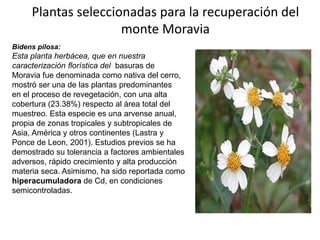 Plantas seleccionadas para la recuperación del
monte Moravia
Bidens pilosa:
Esta planta herbácea, que en nuestra
caracterización florística del basuras de
Moravia fue denominada como nativa del cerro,
mostró ser una de las plantas predominantes
en el proceso de revegetación, con una alta
cobertura (23.38%) respecto al área total del
muestreo. Esta especie es una arvense anual,
propia de zonas tropicales y subtropicales de
Asia, América y otros continentes (Lastra y
Ponce de Leon, 2001). Estudios previos se ha
demostrado su tolerancia a factores ambientales
adversos, rápido crecimiento y alta producción
materia seca. Asimismo, ha sido reportada como
hiperacumuladora de Cd, en condiciones
semicontroladas.
 