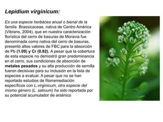 Lepidium virginicum:
Es una especie herbácea anual o bienal de la
familia Brassicaceae, nativa de Centro América
(Vibrans, 2004), que en nuestra caracterización
florística del cerro de basuras de Moravia fue
denominada como nativa del cerro de basuras,
presentó altos valores de FBC para la absorción
de Pb (1.09) y Cr (0.82). A pesar que la cobertura
de esta especie no demostró gran predominancia
en el cerro, sus condiciones de absorción de
metales pesados y su alta producción de semilla
fueron decisivas para su inclusión en la lista de
especies a evaluar. A pesar que no se han
reportado estudios de fitorremediación
específicos con L.virginicum, otra especie del
mismo género (L. sativum) ha sido reportada por
su potencial acumulador de arsénico
 