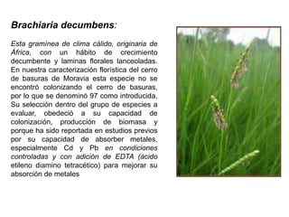 Brachiaria decumbens:
Esta gramínea de clima cálido, originaria de
África, con un hábito de crecimiento
decumbente y laminas florales lanceoladas.
En nuestra caracterización florística del cerro
de basuras de Moravia esta especie no se
encontró colonizando el cerro de basuras,
por lo que se denominó 97 como introducida.
Su selección dentro del grupo de especies a
evaluar, obedeció a su capacidad de
colonización, producción de biomasa y
porque ha sido reportada en estudios previos
por su capacidad de absorber metales,
especialmente Cd y Pb en condiciones
controladas y con adición de EDTA (ácido
etileno diamino tetracético) para mejorar su
absorción de metales
 