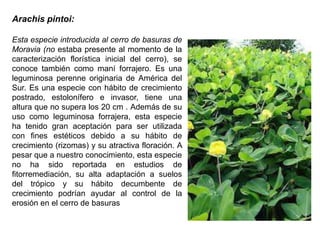 Arachis pintoi:
Esta especie introducida al cerro de basuras de
Moravia (no estaba presente al momento de la
caracterización florística inicial del cerro), se
conoce también como maní forrajero. Es una
leguminosa perenne originaria de América del
Sur. Es una especie con hábito de crecimiento
postrado, estolonífero e invasor, tiene una
altura que no supera los 20 cm . Además de su
uso como leguminosa forrajera, esta especie
ha tenido gran aceptación para ser utilizada
con fines estéticos debido a su hábito de
crecimiento (rizomas) y su atractiva floración. A
pesar que a nuestro conocimiento, esta especie
no ha sido reportada en estudios de
fitorremediación, su alta adaptación a suelos
del trópico y su hábito decumbente de
crecimiento podrían ayudar al control de la
erosión en el cerro de basuras
 