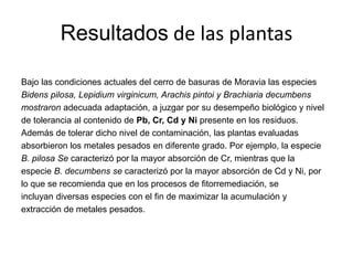 Resultados de las plantas
Bajo las condiciones actuales del cerro de basuras de Moravia las especies
Bidens pilosa, Lepidium virginicum, Arachis pintoi y Brachiaria decumbens
mostraron adecuada adaptación, a juzgar por su desempeño biológico y nivel
de tolerancia al contenido de Pb, Cr, Cd y Ni presente en los residuos.
Además de tolerar dicho nivel de contaminación, las plantas evaluadas
absorbieron los metales pesados en diferente grado. Por ejemplo, la especie
B. pilosa Se caracterizó por la mayor absorción de Cr, mientras que la
especie B. decumbens se caracterizó por la mayor absorción de Cd y Ni, por
lo que se recomienda que en los procesos de fitorremediación, se
incluyan diversas especies con el fin de maximizar la acumulación y
extracción de metales pesados.
 