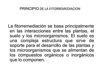PRINCIPIO DE LA FITORREMEDIACION
La fitorremediación se basa principalmente
en las interacciones entre las plantas, el
suelo y los microorganismos. El suelo es
una compleja estructura que sirve de
soporte para el desarrollo de las plantas y
los microorganismos que se alimentan de
los compuestos orgánicos o inorgánicos
que lo componen.
 