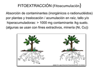 FITOEXTRACCIÓN (Fitoacumulación)
Absorción de contaminantes (inorgánicos o radionucléidos)
por plantas y traslocación / acumulación en raíz, tallo y/o
hiperacumuladoras: > 1000 mg contaminante /kg suelo.
(algunas se usan con fines extractivos, minería (Ni, Cu))
 