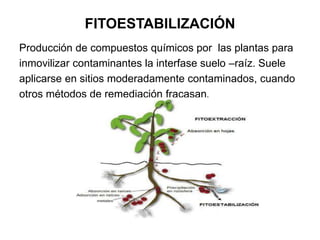 FITOESTABILIZACIÓN
Producción de compuestos químicos por las plantas para
inmovilizar contaminantes la interfase suelo –raíz. Suele
aplicarse en sitios moderadamente contaminados, cuando
otros métodos de remediación fracasan.
 