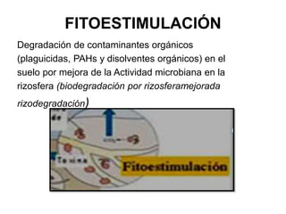 FITOESTIMULACIÓN
Degradación de contaminantes orgánicos
(plaguicidas, PAHs y disolventes orgánicos) en el
suelo por mejora de la Actividad microbiana en la
rizosfera (biodegradación por rizosferamejorada
rizodegradación)
 
