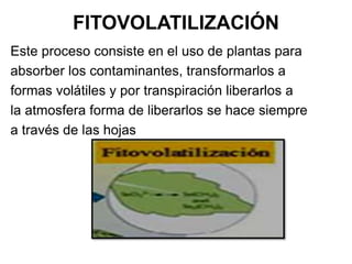 FITOVOLATILIZACIÓN
Este proceso consiste en el uso de plantas para
absorber los contaminantes, transformarlos a
formas volátiles y por transpiración liberarlos a
la atmosfera forma de liberarlos se hace siempre
a través de las hojas
 