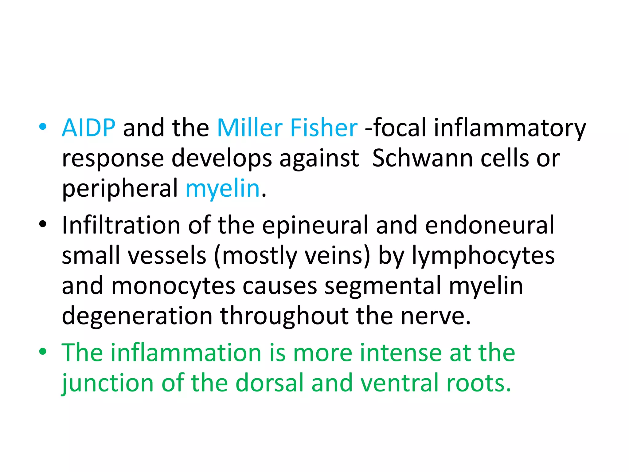 • AIDP and the Miller Fisher -focal inflammatory
response develops against Schwann cells or
peripheral myelin.
• Infiltration of the epineural and endoneural
small vessels (mostly veins) by lymphocytes
and monocytes causes segmental myelin
degeneration throughout the nerve.
• The inflammation is more intense at the
junction of the dorsal and ventral roots.
 