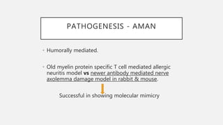 PATHOGENESIS - AMAN
• Humorally mediated.
• Old myelin protein specific T cell mediated allergic
neuritis model vs newer antibody mediated nerve
axolemma damage model in rabbit & mouse.
Successful in showing molecular mimicry
 