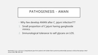 PATHOGENESIS - AMAN
• Why few develop AMAN after C. jejuni infection???
1. Small proportion of C.jejuni having ganglioside
mimics.
2. Immunological tolerance to self glycans on LOS.
Nachamkin I, Liu J, Li M, et al. Campylobacter jejuni from patients with Guillain-Barre syndrome preferentially expresses a GD(1a)-like epitope. Infect
Immun 2002; 70: 5299–303.
 