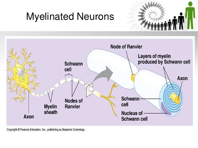 Guillain Barre Syndrome Gbs