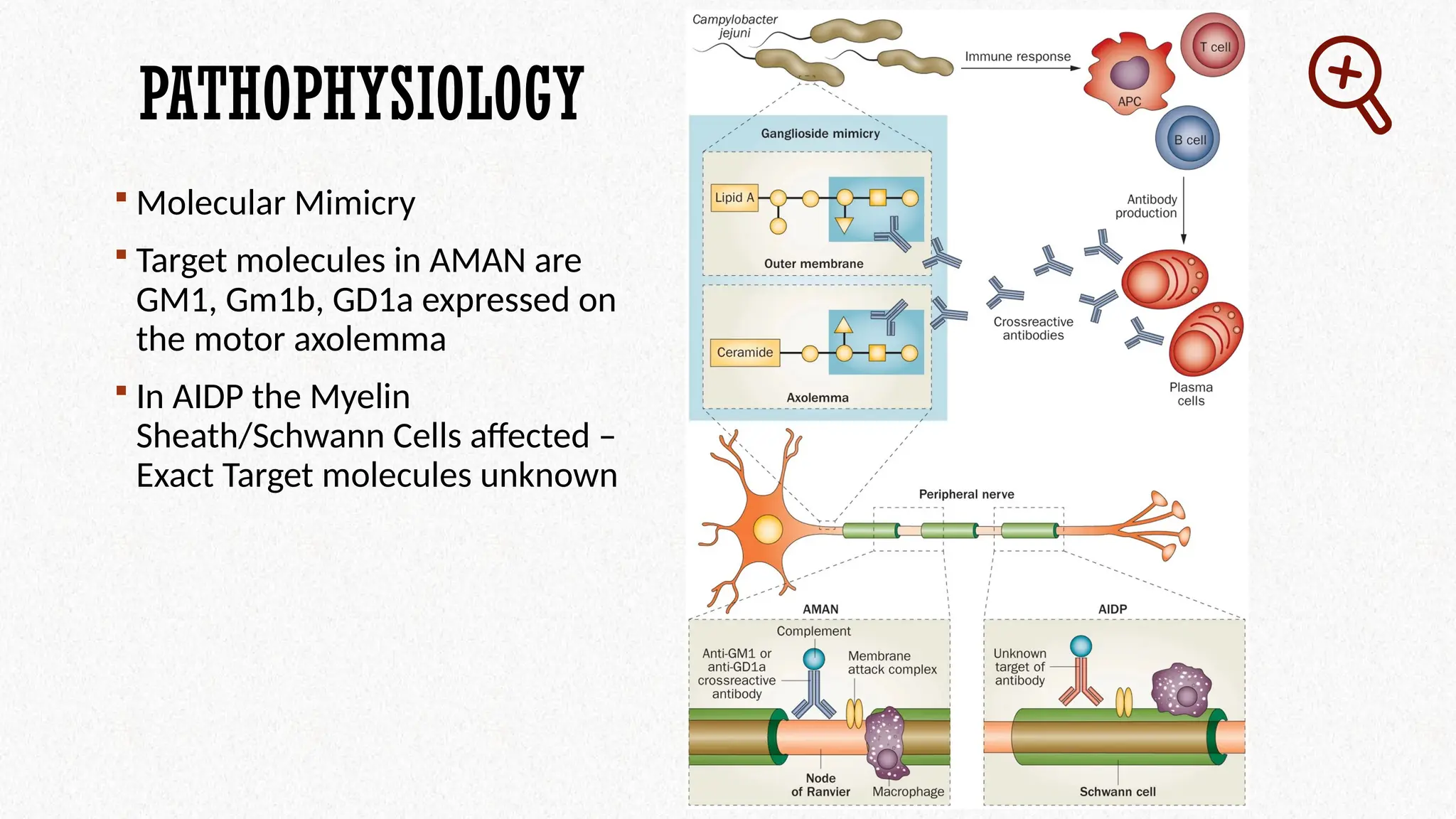 PATHOPHYSIOLOGY
 Molecular Mimicry
 Target molecules in AMAN are
GM1, Gm1b, GD1a expressed on
the motor axolemma
 In AIDP the Myelin
Sheath/Schwann Cells affected –
Exact Target molecules unknown
 