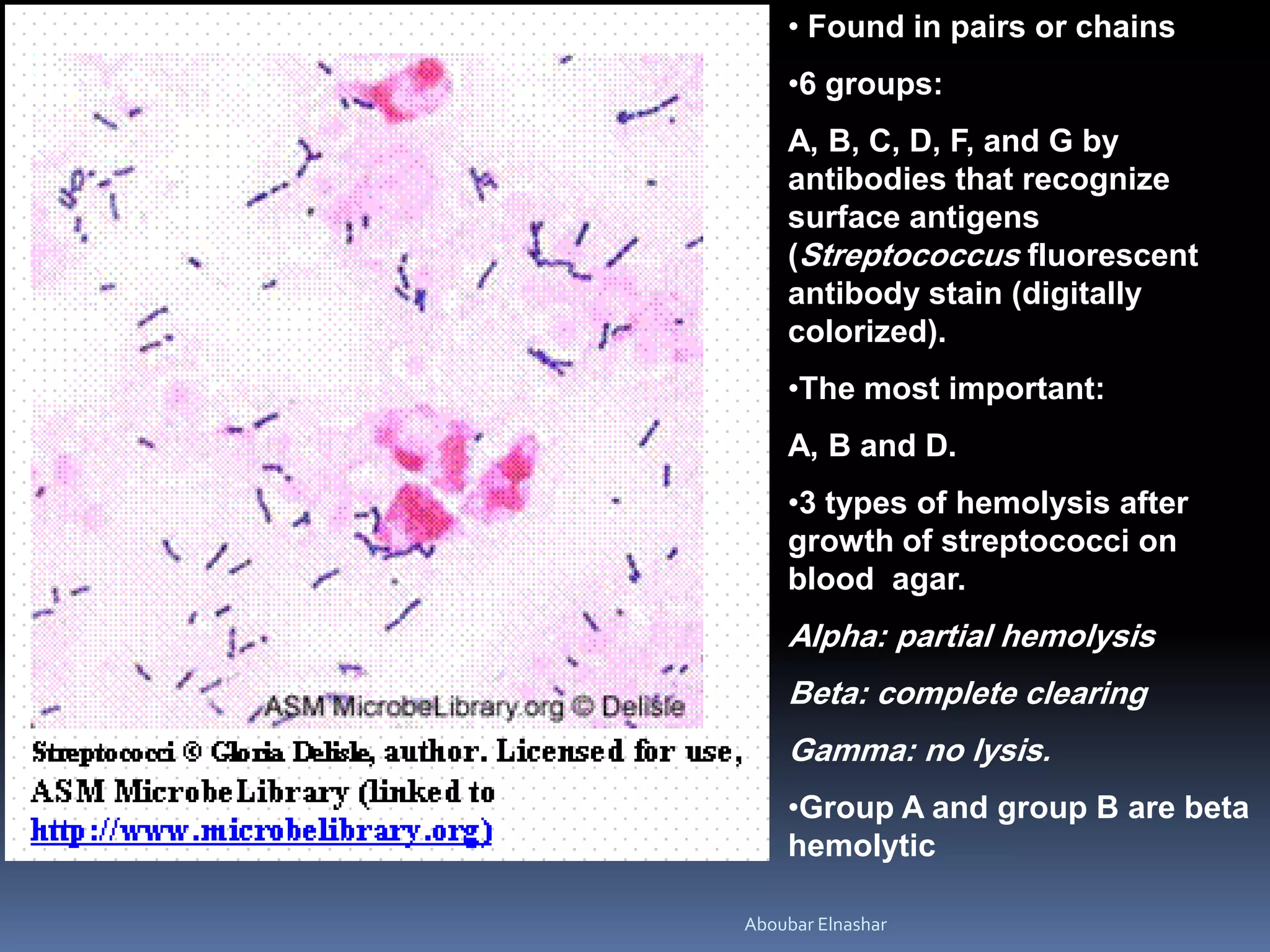 • Found in pairs or chains
•6 groups:
A, B, C, D, F, and G by
antibodies that recognize
surface antigens
(Streptococcus fluorescent
antibody stain (digitally
colorized).
•The most important:
A, B and D.
•3 types of hemolysis after
growth of streptococci on
blood agar.
Alpha: partial hemolysis
Beta: complete clearing
Gamma: no lysis.
•Group A and group B are beta
hemolytic
Aboubar Elnashar
 