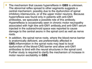  The mechanism that causes hyperreflexia in GBS is unknown.
The abnormal reflex spread to other segments suggests a
central mechanism; possibly due to the dysfunction of spinal
inhibitory interneurons, or of the upper motor neurons. Because
hyperreflexia was found only in patients with anti-GM1
antibodies, we speculate a possible role of this antibody.
Hyperreflexia is occasionally seen in chronic motor neuropathy
associated with high titre anti-GM1 antibody,and anti-GM1 serum
injected in the subarachnoid space was reported to cause
damage to the central axons in the spinal cord as well as nerve
roots.
 In addition, the spinal nerve roots, where the blood-nerve barrier
is anatomically deficient, are preferentially affected in
GBS.Inflammation in the spinal roots may lead to local
dysfunction of the blood-CNS barrier and allow anti-GM1
antibodies to bind with the neural structures in the spinal cord.
Further study is required to clarify the mechanism of increase in
motor neuron excitability in GBS.
 