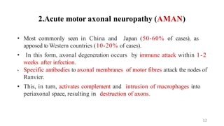 2.Acute motor axonal neuropathy (AMAN)
• Most commonly seen in China and Japan (50-60% of cases), as
apposed toWestern countries (10-20% of cases).
• In this form, axonal degeneration occurs by immune attack within 1-2
weeks after infection.
• Specific antibodies to axonal membranes of motor fibres attack the nodes of
Ranvier.
• This, in turn, activates complement and intrusion of macrophages into
periaxonal space, resulting in destruction of axons.
12
 