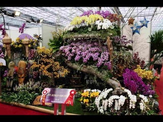 Gb ts march-fleurs-orchid-es