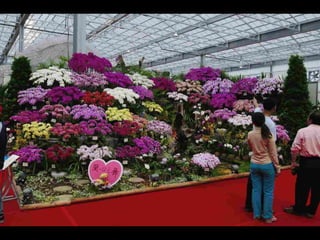 Gb ts march-fleurs-orchid-es