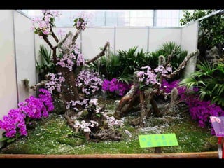 Gb ts march-fleurs-orchid-es