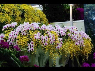 Gb ts march-fleurs-orchid-es