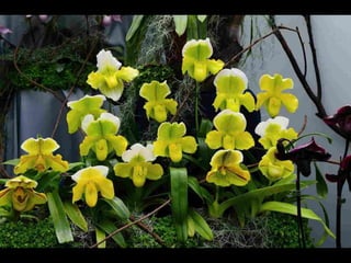 Gb ts march-fleurs-orchid-es