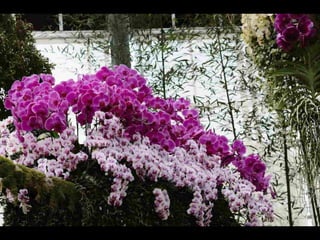 Gb ts march-fleurs-orchid-es