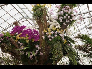 Gb ts march-fleurs-orchid-es