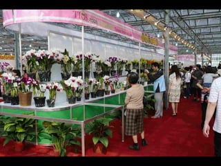 Gb ts march-fleurs-orchid-es