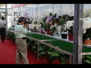 Gb ts march-fleurs-orchid-es