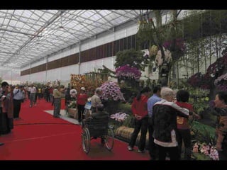 Gb ts march-fleurs-orchid-es