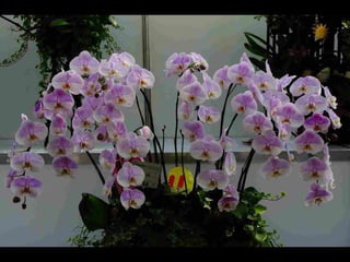 Gb ts march-fleurs-orchid-es