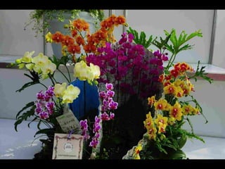 Gb ts march-fleurs-orchid-es