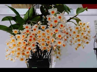 Gb ts march-fleurs-orchid-es