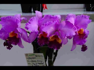 Gb ts march-fleurs-orchid-es