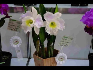 Gb ts march-fleurs-orchid-es