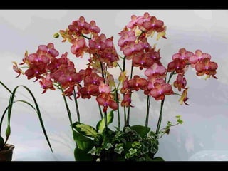 Gb ts march-fleurs-orchid-es