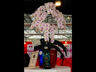 Gb ts march-fleurs-orchid-es