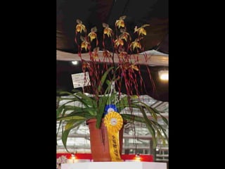 Gb ts march-fleurs-orchid-es