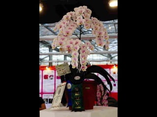 Gb ts march-fleurs-orchid-es