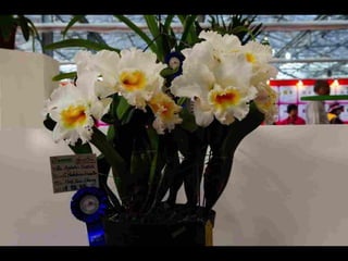 Gb ts march-fleurs-orchid-es