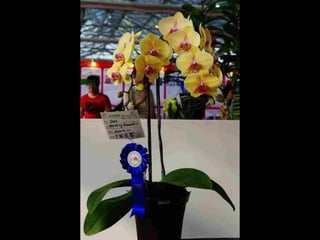 Gb ts march-fleurs-orchid-es