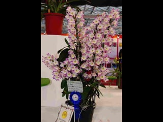 Gb ts march-fleurs-orchid-es