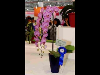 Gb ts march-fleurs-orchid-es