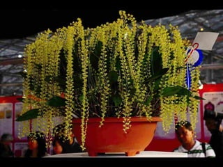 Gb ts march-fleurs-orchid-es