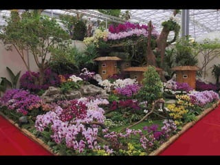 Gb ts march-fleurs-orchid-es